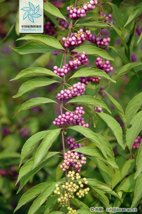 紫珠（變種）