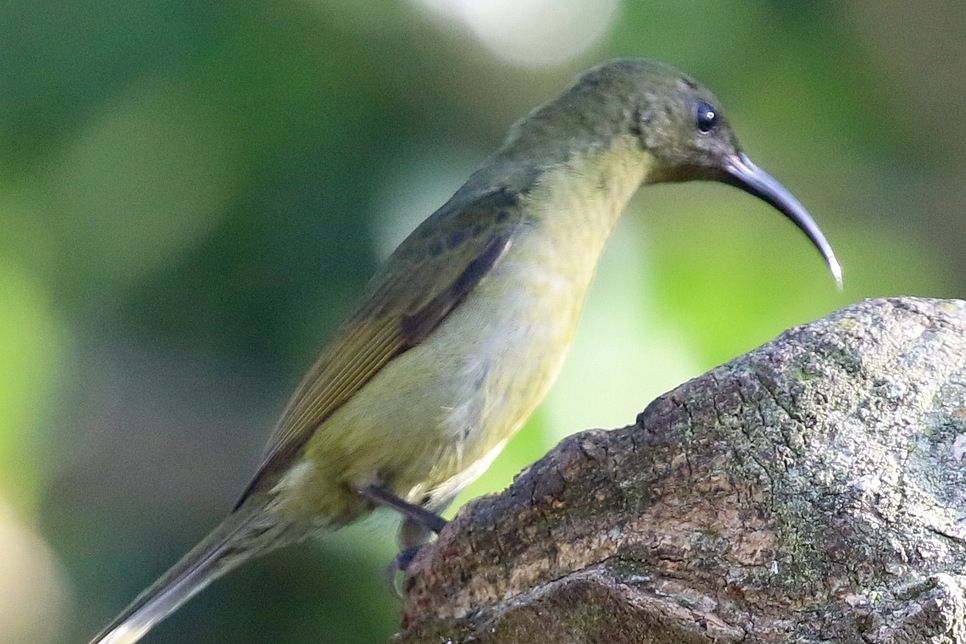 西綠花蜜鳥