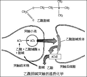 神經突觸