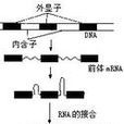 斷裂基因