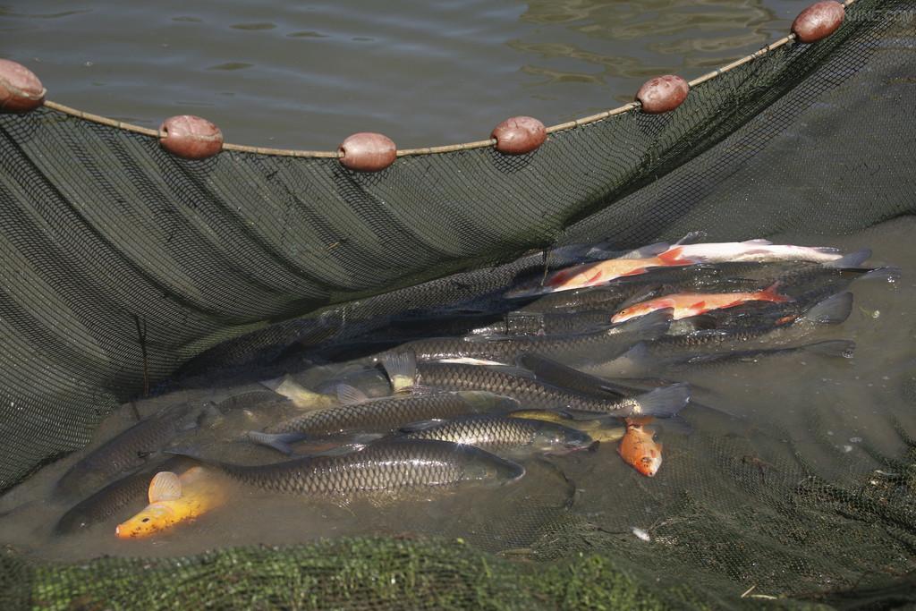 河鵑 魚 水產