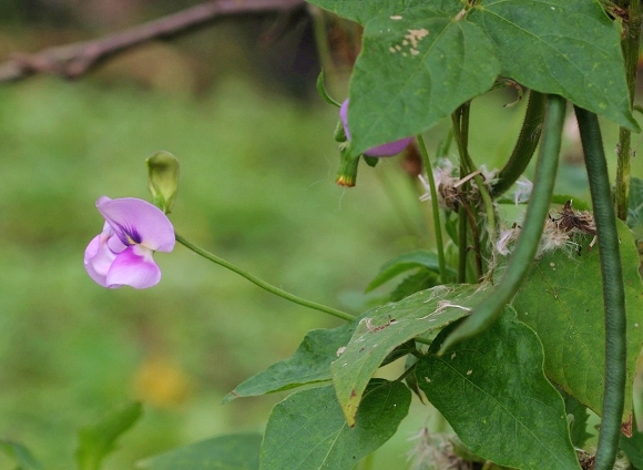 雙藥芒屬