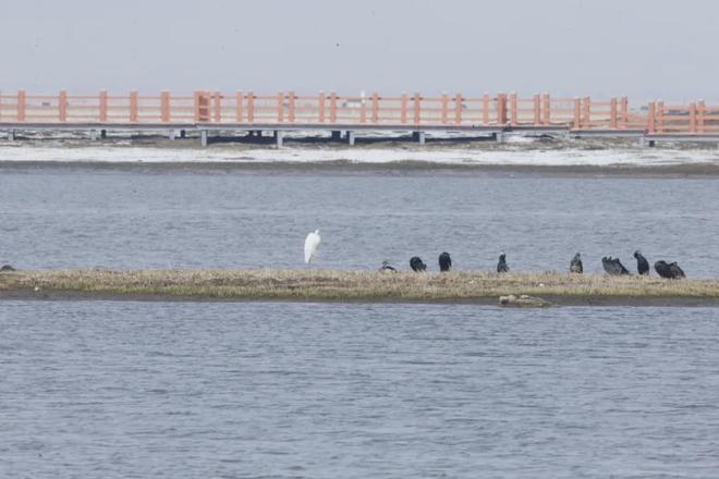 河曲馬場