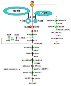 自組織系統解剖結構圖譜