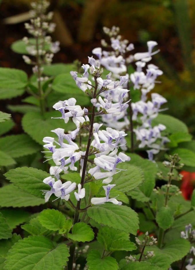 香茶菜