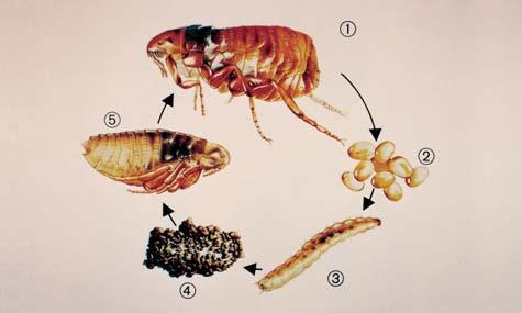 媒介生物