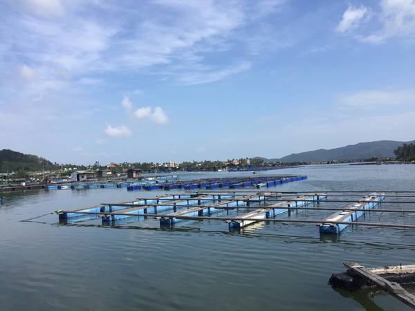 海水魚養殖