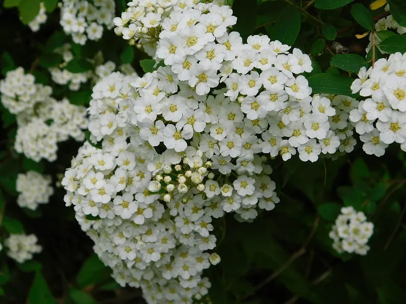 繡線菊