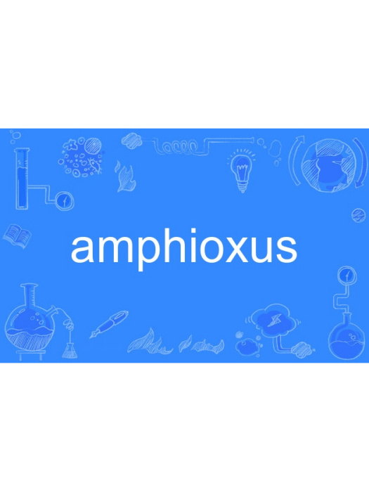 amphioxus