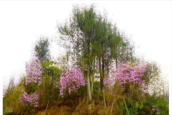 灌陽杜鵑花真實寫照