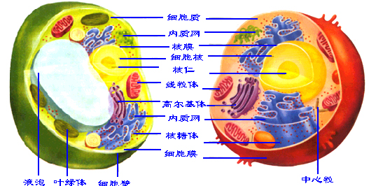 細胞質(cytoplasm)