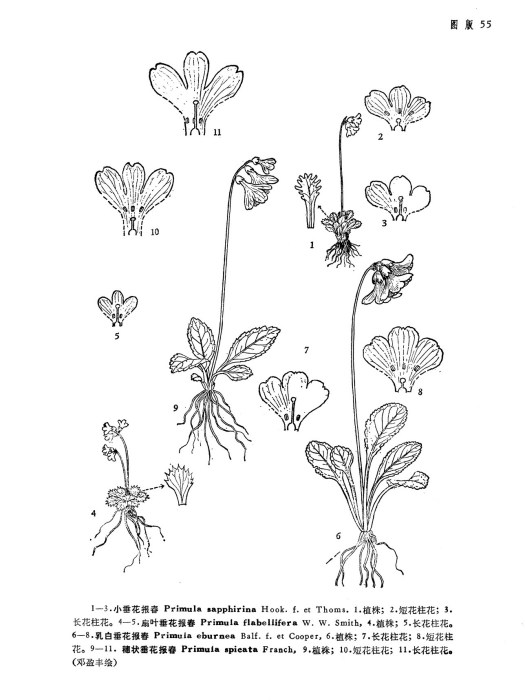 小垂花報春