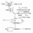 果糖二磷酸酶缺乏