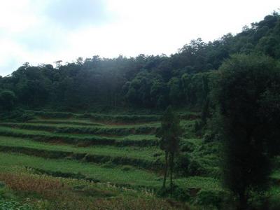 火燒營自然村山地