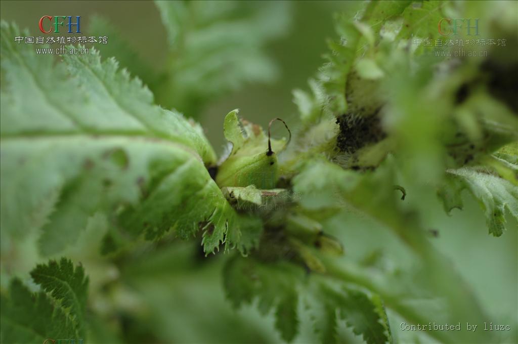 山西馬先蒿的花莖