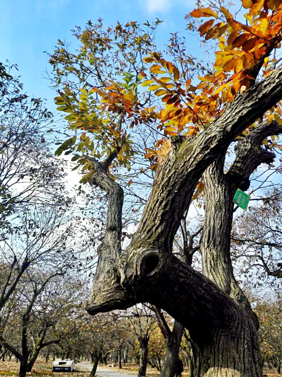 邳州古栗園