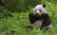 大熊貓和平大使