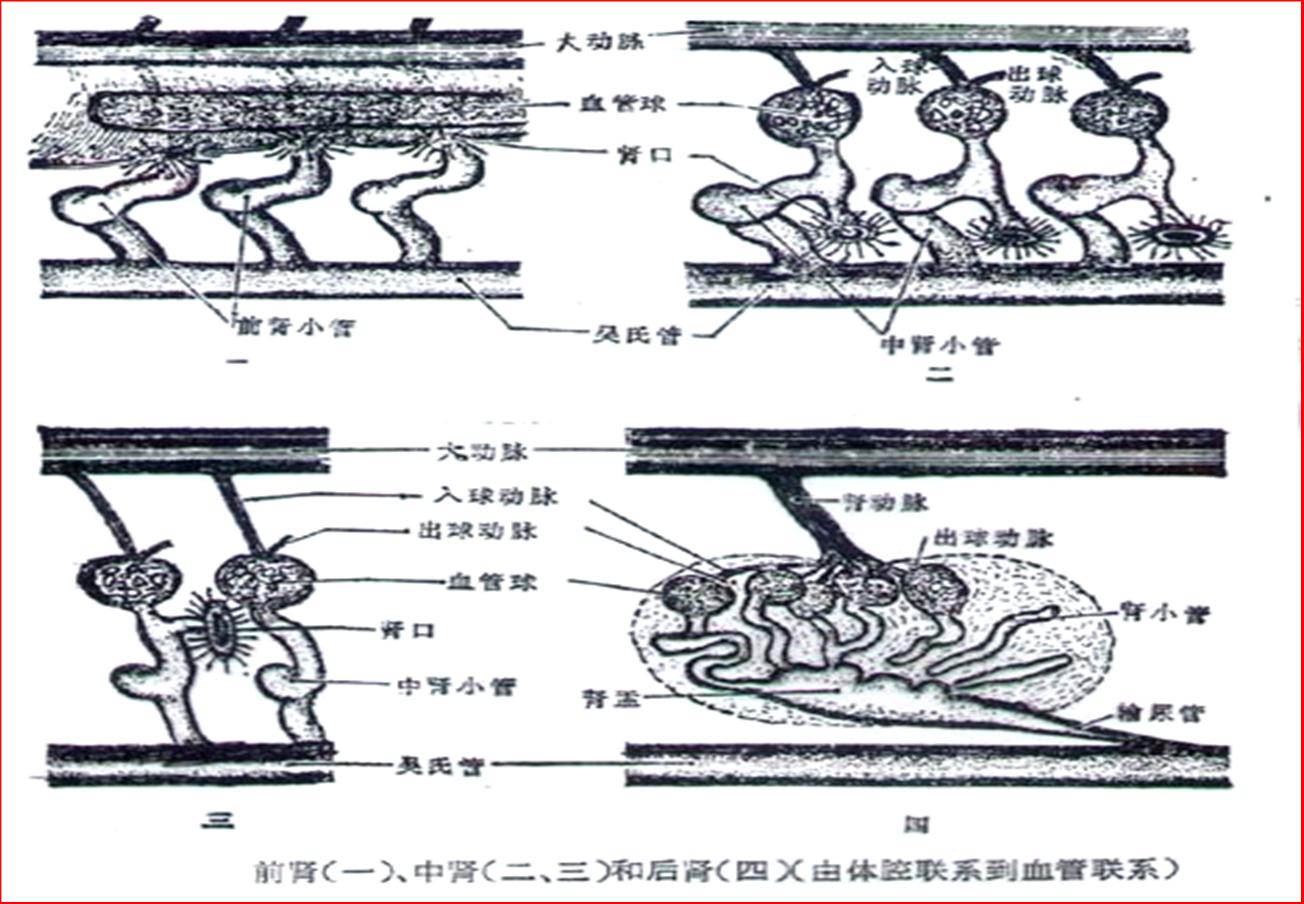 中腎