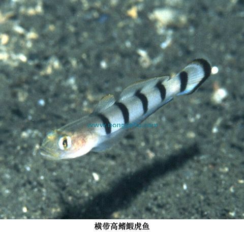 橫帶高鰭鰕虎魚