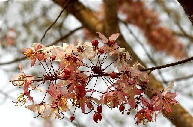 神黃豆(植物)