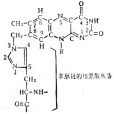 琥珀酸脫氫酶(複合物Ⅱ)