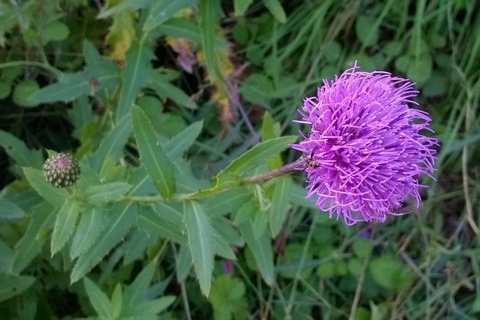 風毛菊屬