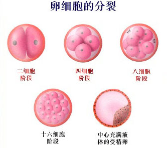 卵細胞的分裂