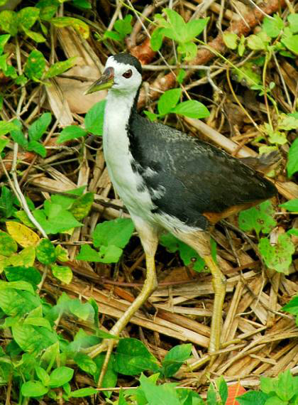 白胸苦惡鳥爪哇亞種(圖3)