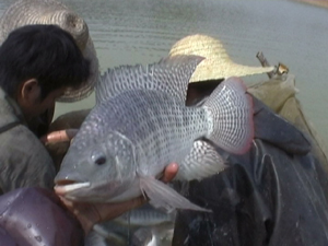 奧尼羅非魚