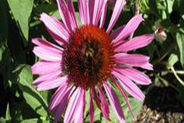 Echinacea purpurea \x27Merlot\x27