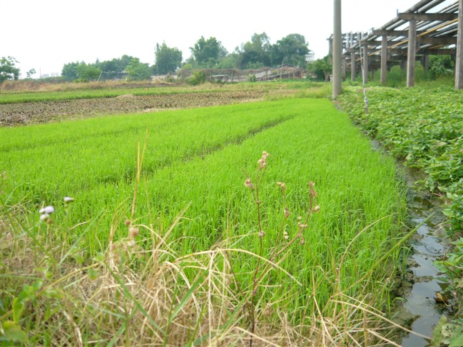 大路上村