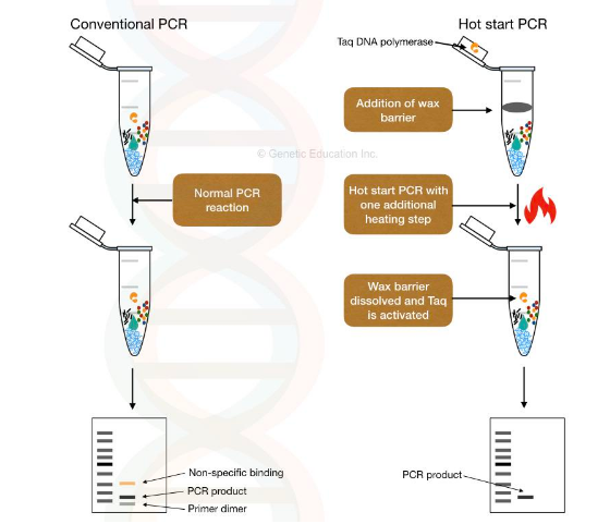 熱啟動PCR