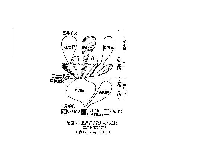 分類階元