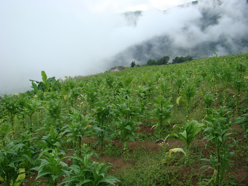 打幫寨自然村烤菸種植業