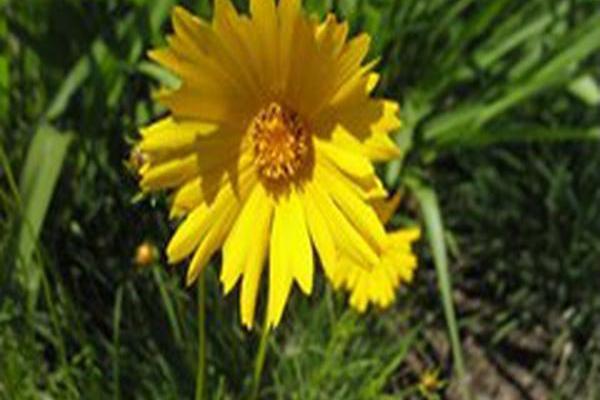 Coreopsis grandiflora