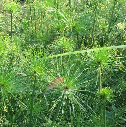 毛軸莎草（原變種）