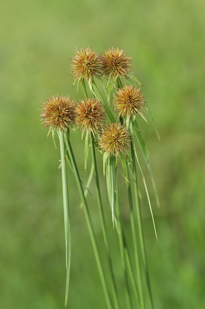 刺子莞