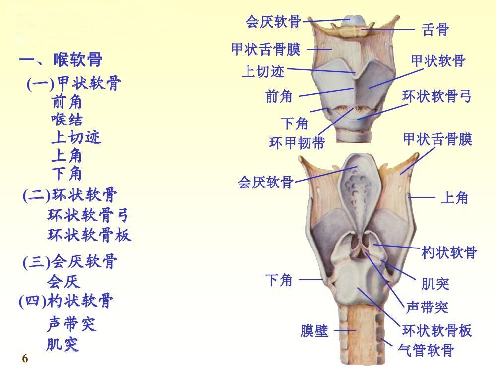 喉軟骨