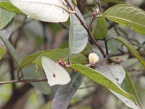 小黃花茶