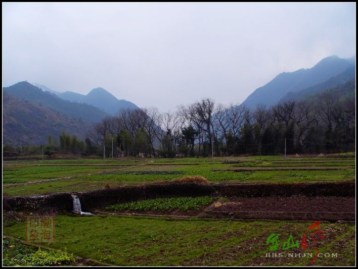 綠草村