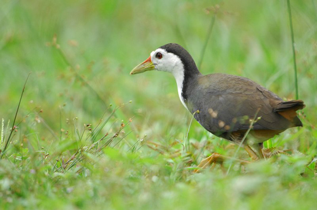 白胸苦惡鳥尼科巴亞種(圖2)