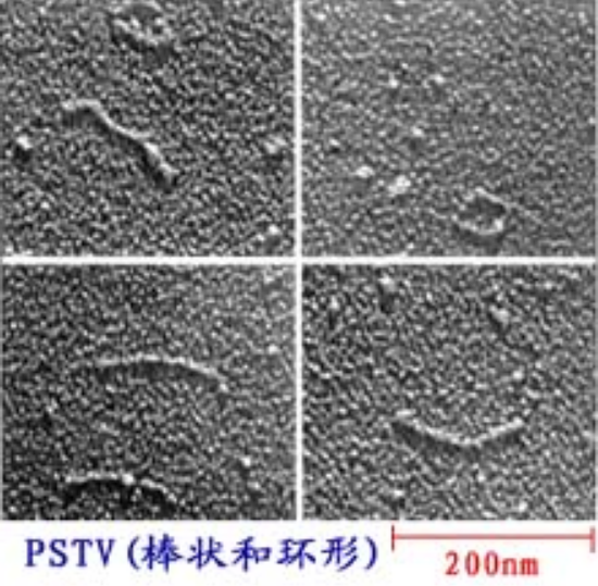 馬鈴薯紡錘塊莖類病毒病