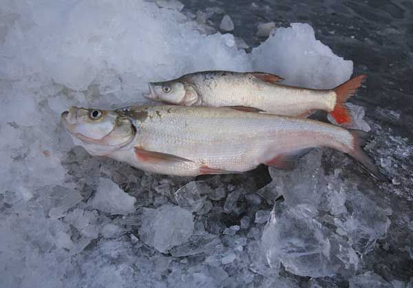 洈水刁子魚