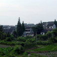 崗墩村