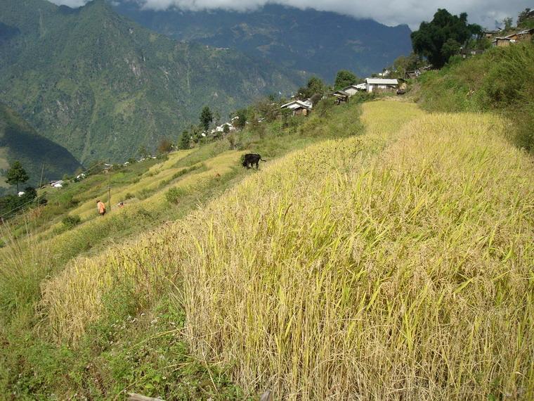 含打村水稻種植業