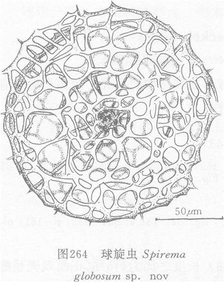 球旋蟲（新種）