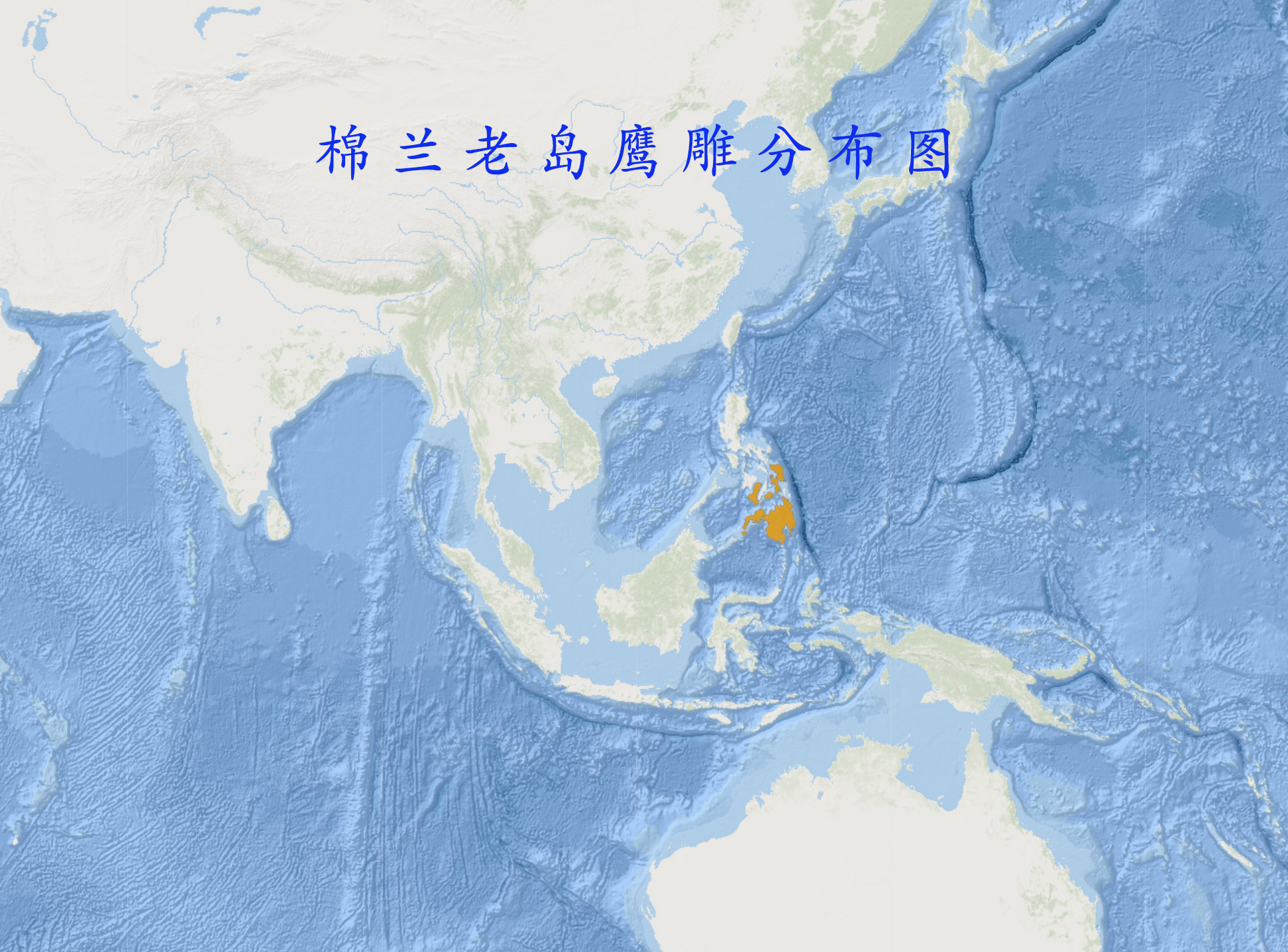 棉蘭老島鹰鵰