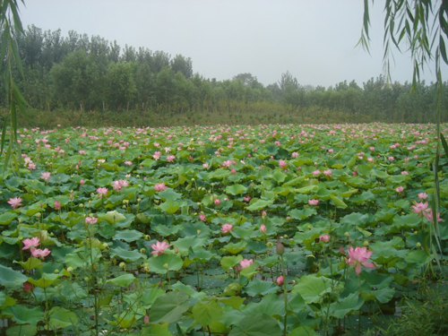 聊城植物園