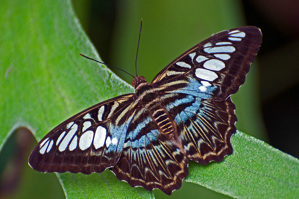 麗蛺蝶 Parthenos sylvia