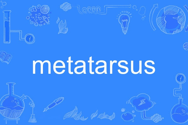 metatarsus